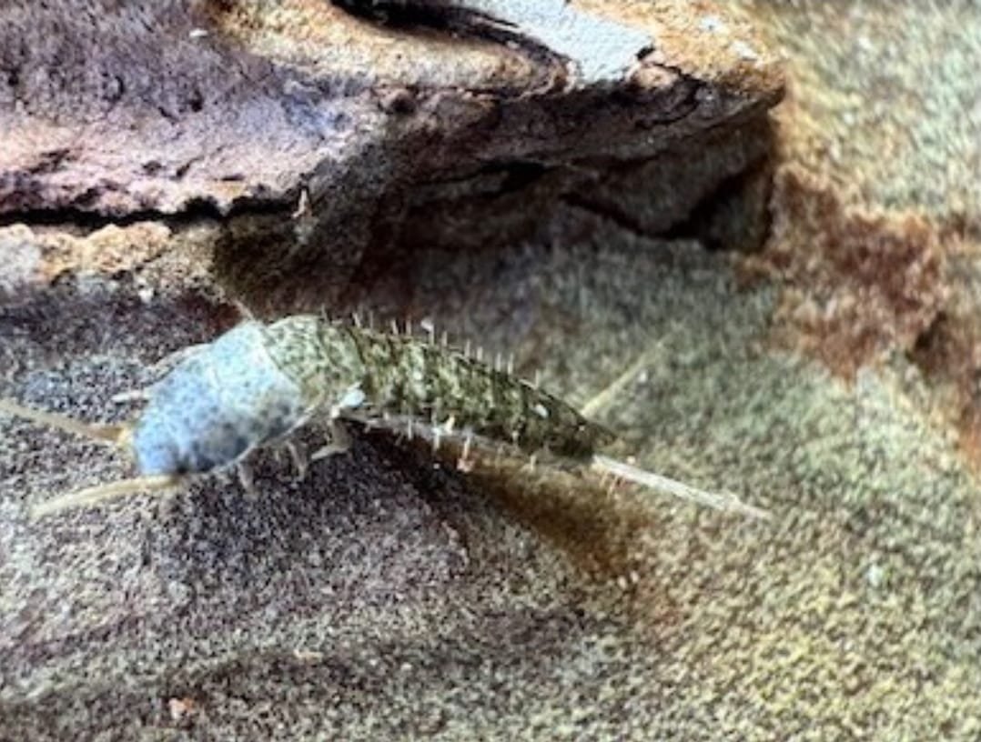 Descubren investigadores de la UAS una nueva especie de microartrópodo en la sierra de Surutato, hallazgo que rompe un siglo sin nuevos registros de este género en América Descubren investigadores de la UAS una nueva especie de microartrópodo en la sierra de Surutato, hallazgo que rompe un siglo sin nuevos registros de este género en América