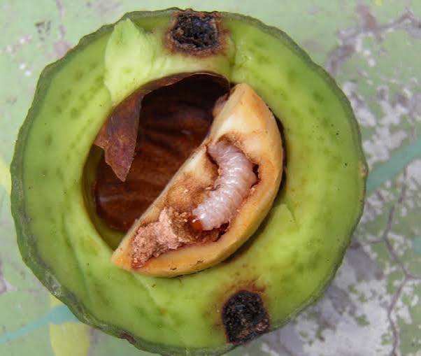 Aseguran 52 toneladas de aguacate foráneo en Michoacán por incumplimiento fitosanitario
