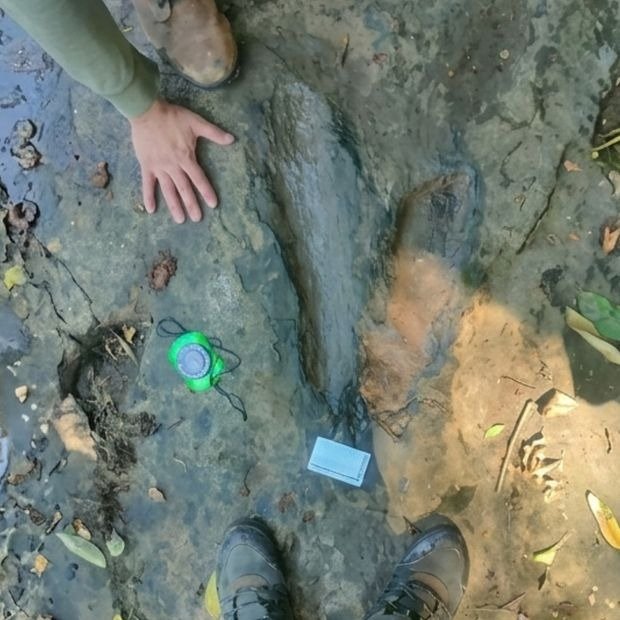 ¡Hallazgo prehistórico en Michoacán! El INAH confirma el descubrimiento de múltiples huellas de dinosaurio en Apatzingán